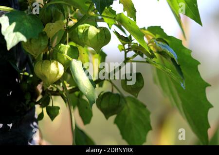 Nutrition information sur Rasbhari, baies de cape, ou baies d'or, baies d'or, Physalis peruviana plante médicinale dans le jardin Banque D'Images