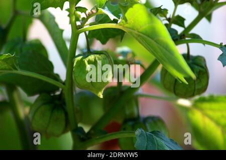 Nutrition information sur Rasbhari, baies de cape, ou baies d'or, baies d'or, Physalis peruviana plante médicinale dans le jardin Banque D'Images