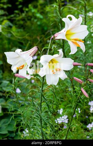 Lilium regale plante de fleur blanche d'été de printemps communément connue sous le nom de lis royal du roi ou de lis royal, image de stock photo Banque D'Images