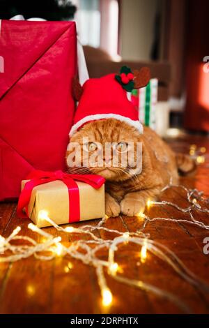 Chat de gingembre drôle en chapeau de père noël couché près des cadeaux et le fond de l'arbre de noël. Carte postale Joyeux Noël. Banque D'Images