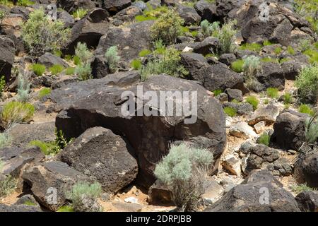 Monument national de Petroglyph, Western Trail, Albuquerque, Nouveau-Mexique, NOUVEAU-MEXIQUE, ÉTATS-Unis Banque D'Images