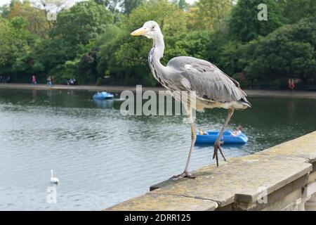 Héron cendré dans Hyde Park, Londres Banque D'Images