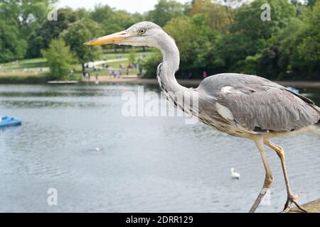 Héron cendré dans Hyde Park, Londres Banque D'Images