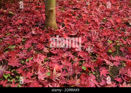 Gros plan des feuilles d'érable japonaises avec des couleurs d'automne classiques qui tombent au sol. Banque D'Images