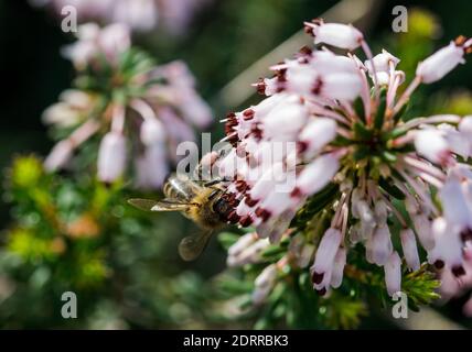 Cliché sélectif d'une abeille collectant du pollen Fleurs de Heath méditerranéennes (Erica multiflora) Banque D'Images