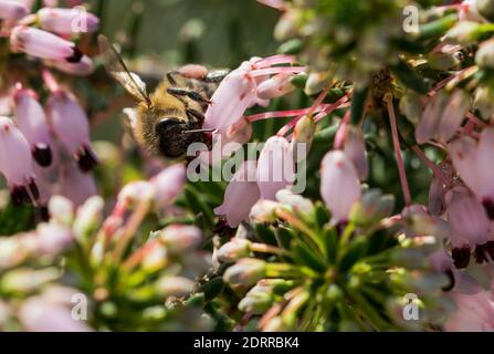 Cliché sélectif d'une abeille collectant du pollen Fleurs de Heath méditerranéennes (Erica multiflora) Banque D'Images