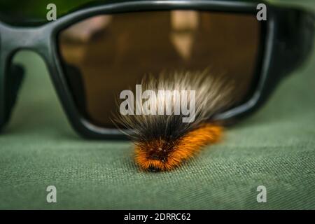Le Garden Tiger Moth caterpillar ou Woolly Bear caterpillar parce que de ses poils longs Banque D'Images