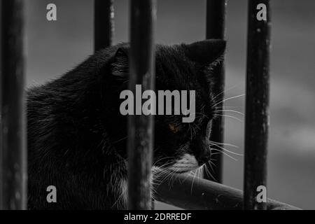Photo en niveaux de gris d'un chat noir triste dans le cage Banque D'Images