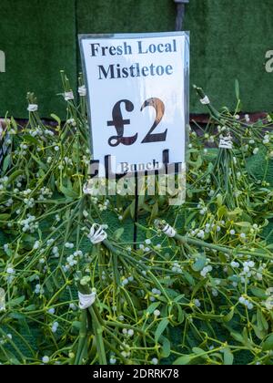 Mistletoe à vendre sur un marché à Cambridge Royaume-Uni à noël, Banque D'Images