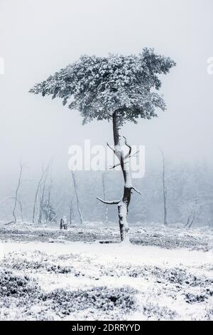 Winterberg, pays aigre, Rhénanie-du-Nord-Westphalie, Allemagne - paysage enneigé sur la montagne Kahler Asten en temps de crise de Corona pendant la seconde partie Banque D'Images