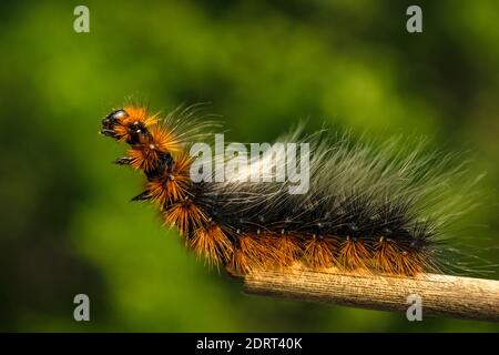 Le Garden Tiger Moth caterpillar ou Woolly Bear caterpillar parce que de ses poils longs Banque D'Images