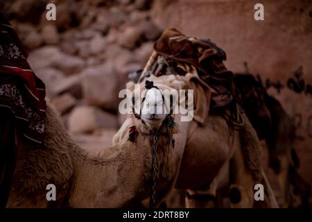 Chameaux dans un village de bedouins dans le désert de Wadi Rum, en Jordanie. Banque D'Images