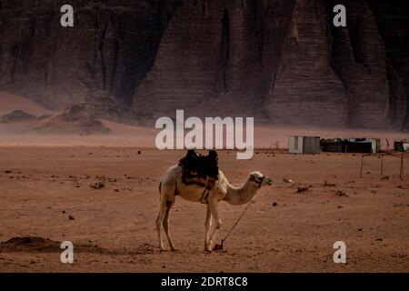 Chameaux dans un village de bedouins dans le désert de Wadi Rum, en Jordanie. Banque D'Images