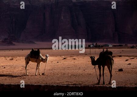 Chameaux dans un village de bedouins dans le désert de Wadi Rum, en Jordanie. Banque D'Images