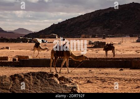 Chameaux dans un village de bedouins dans le désert de Wadi Rum, en Jordanie. Banque D'Images