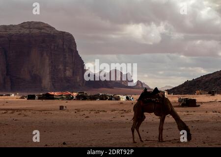 Chameaux dans un village de bedouins dans le désert de Wadi Rum, en Jordanie. Banque D'Images