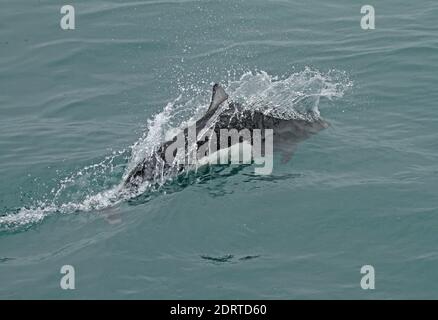 Dalls Bruinvis, marsouin de Dall Banque D'Images