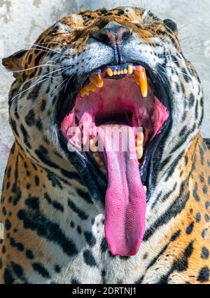 Gros plan/photo d'un léopard indien qui s'ébâille à l'intérieur d'une enceinte du parc zoologique national de Delhi, également connu sous le nom de zoo de Delhi. Banque D'Images