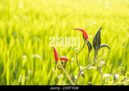 Poivrons verts et rouges sur l'arbre arrière-plan riz flou dans le champ Banque D'Images