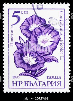 MOSCOU, RUSSIE - 10 FÉVRIER 2019 : un timbre imprimé en Bulgarie montre Bindweed, série de fleurs du jardin, vers 1985 Banque D'Images