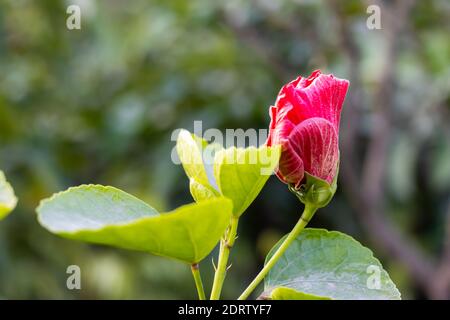 Bourgeons fleuris d'hibiscus ou bourgeons floraux de Joba avec feuilles à l'intérieur du jardin sur fond vert et doux de bokeh Banque D'Images