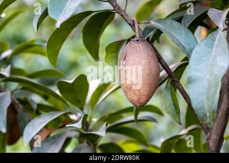 Fruits thaïlandais sains de Sapodilla avec des feuilles qui poussent dans l'arbre gros plan Banque D'Images