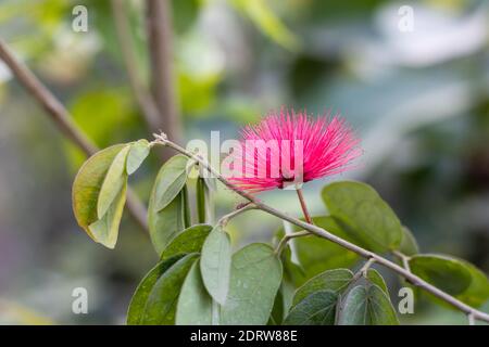 L'arbre Mimosa ou l'arbre de soie fleurit la fleur rouge Banque D'Images