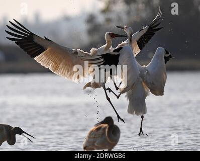 Nanchang, province chinoise du Jiangxi. 21 décembre 2020. Des grues blanches sont vues dans la zone humide de la zone de conservation de la grue blanche de Wuxing, près du lac Poyang, à Nanchang, dans la province de Jiangxi, à l'est de la Chine, le 21 décembre 2020. De nombreux oiseaux migrateurs, y compris des grues blanches et des cygnes, sont arrivés dans les terres humides près du lac Poyang, ce qui en fait leur habitat d'hiver. Crédit : WAN Xiang/Xinhua/Alay Live News Banque D'Images