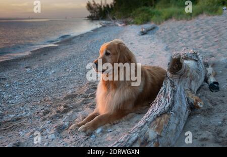 Un ancien retriever d'or semble méditer alors qu'il regarde le coucher du soleil sur le lac Huron. Banque D'Images