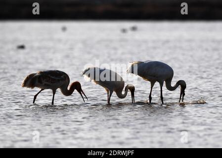 Nanchang, province chinoise du Jiangxi. 21 décembre 2020. Des grues blanches sont vues dans la zone humide de la zone de conservation de la grue blanche de Wuxing, près du lac Poyang, à Nanchang, dans la province de Jiangxi, à l'est de la Chine, le 21 décembre 2020. De nombreux oiseaux migrateurs, y compris des grues blanches et des cygnes, sont arrivés dans les terres humides près du lac Poyang, ce qui en fait leur habitat d'hiver. Crédit : WAN Xiang/Xinhua/Alay Live News Banque D'Images