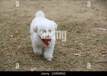 frites bichon blanches en marche Banque D'Images