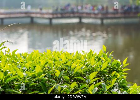 Les feuilles vertes de Chine se sont roses à côté d'un étang un parc avec fond de lac et de pont Banque D'Images