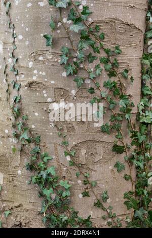 Initiales sculptées il y a longtemps dans l'écorce d'un hêtre arbre Banque D'Images