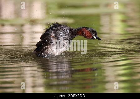 Grèbe castagneux (Tachybaptus ruficollis) Banque D'Images