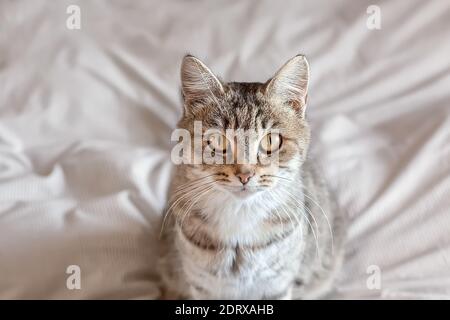 Chat Domestique Chaton Dans Un Refroidisseur A Champagne Photo Stock Alamy