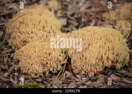 Exemples de champignons de corail droits, Ramaria stricta, poussant sur des parterres de fleurs déchiquetées sur le côté d'une route très fréquentée. Gillingham Dorset Angleterre GB Banque D'Images