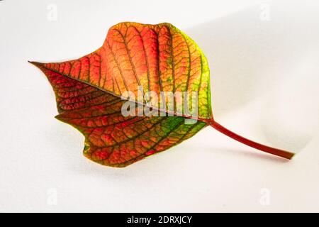 Feuille colorée de Poinsettia ou rose de Noël (Euphorbia pulcherrima) sur fond blanc Banque D'Images