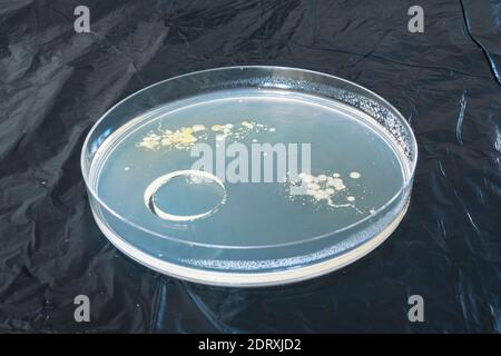 Boîte de Pétri contenant des bactéries, utilisée pour la recherche scientifique Banque D'Images