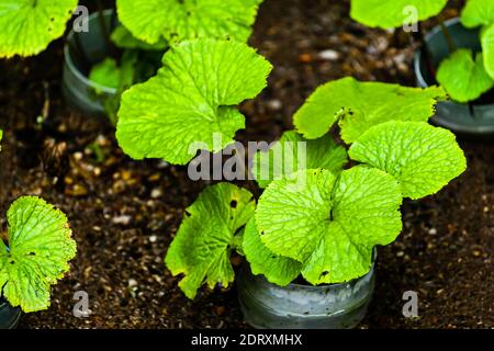 Jeune usine de wasabi dans un pot de croissance. Seulement sur la péninsule d'Izu dans un microclimat spécial wasabi prospère dehors. Il faut des années jusqu'à la première récolte d'une jeune plante. Wasabi est l'une des cultures les plus exigeantes de tous Banque D'Images