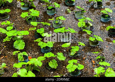 Jeune usine de wasabi dans un pot de croissance. Seulement sur la péninsule d'Izu dans un microclimat spécial wasabi prospère dehors. Il faut des années jusqu'à la première récolte d'une jeune plante. Wasabi est l'une des cultures les plus exigeantes de tous Banque D'Images