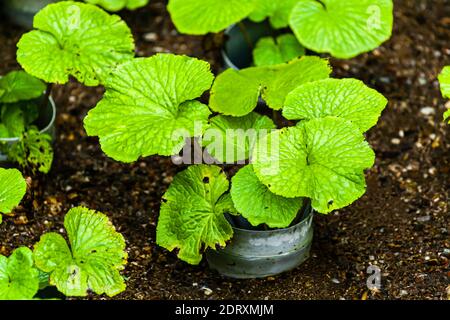 Jeune usine de wasabi dans un pot de croissance. Seulement sur la péninsule d'Izu dans un microclimat spécial wasabi prospère dehors. Il faut des années jusqu'à la première récolte d'une jeune plante. Wasabi est l'une des cultures les plus exigeantes de tous Banque D'Images