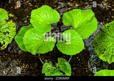 Jeune usine de wasabi dans un pot de croissance. Seulement sur la péninsule d'Izu dans un microclimat spécial wasabi prospère dehors. Il faut des années jusqu'à la première récolte d'une jeune plante. Wasabi est l'une des cultures les plus exigeantes de tous Banque D'Images