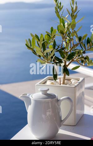 Petit olivier planté dans un vase blanc dans le village d'Oia, île de Santorini, Grèce, Europe Banque D'Images