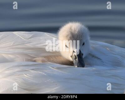 Un jeune cygne muet (Cygnus olor) fait un tour sur ses mères le jour le plus chaud de l'année, tandis que ses frères et sœurs plus énergiques se nourrissent de nourriture. Harbou seigle Banque D'Images