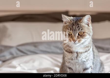 Chat Domestique Chaton Dans Un Refroidisseur A Champagne Photo Stock Alamy