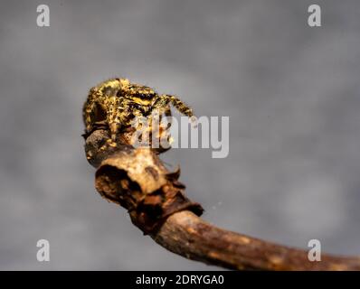 saut d'araignée de loup vue rapprochée regardant dans la caméra , prenant des images dans le jardin pendant corona, covid-19 fois, francfort, allemagne Banque D'Images