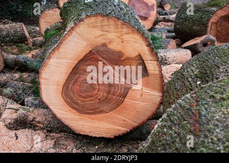 Hampshire, Angleterre, Royaume-Uni. 2020. Motif sur la section coupée d'un arbre de cendres. Banque D'Images