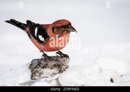 crossbill à ailes blanches à l'affût de la nourriture. Banque D'Images