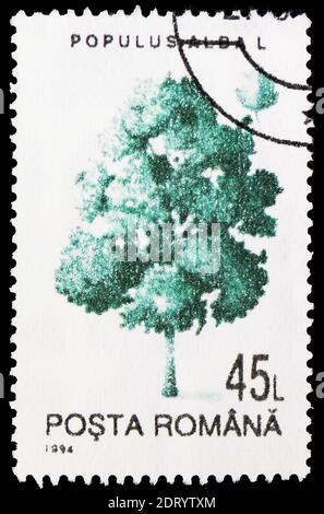 MOSCOU, RUSSIE - 21 FÉVRIER 2019 : un timbre imprimé en Roumanie montre le peuplier blanc (Populus alba), série d'arbres, vers 1994 Banque D'Images