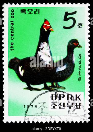 MOSCOU, RUSSIE - 21 FÉVRIER 2019 : un timbre imprimé en Corée montre le canard de Muscovy (Cairina moschata), Central Zoo, série de Pyongyang, vers 1979 Banque D'Images